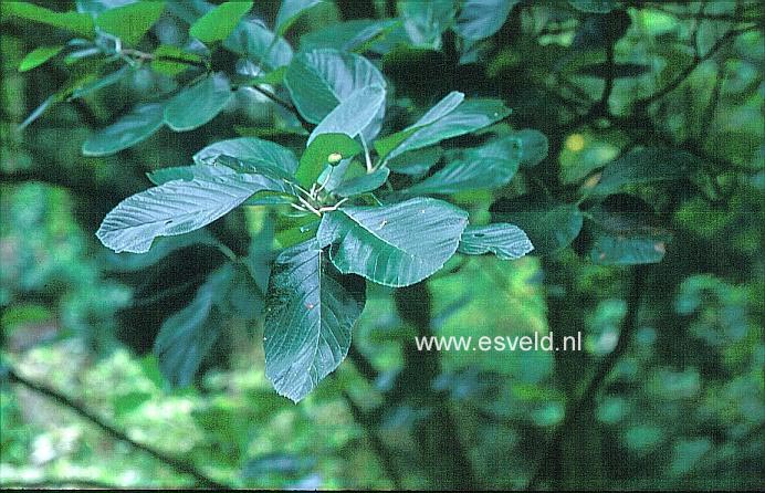 Sorbus thibetica
