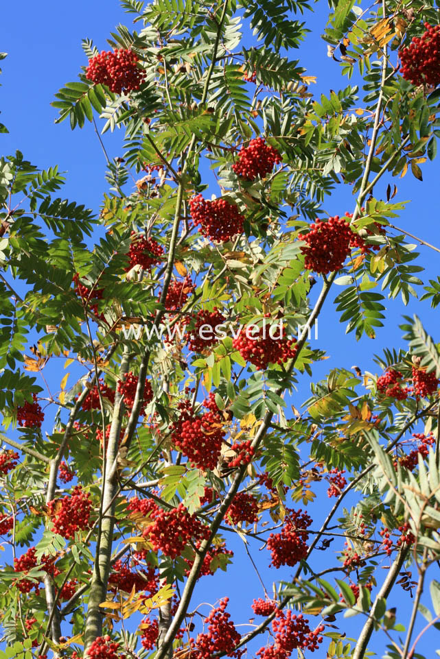 Sorbus wilsoniana