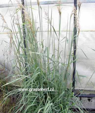 Sorghastrum nutans 'Sioux Blue'