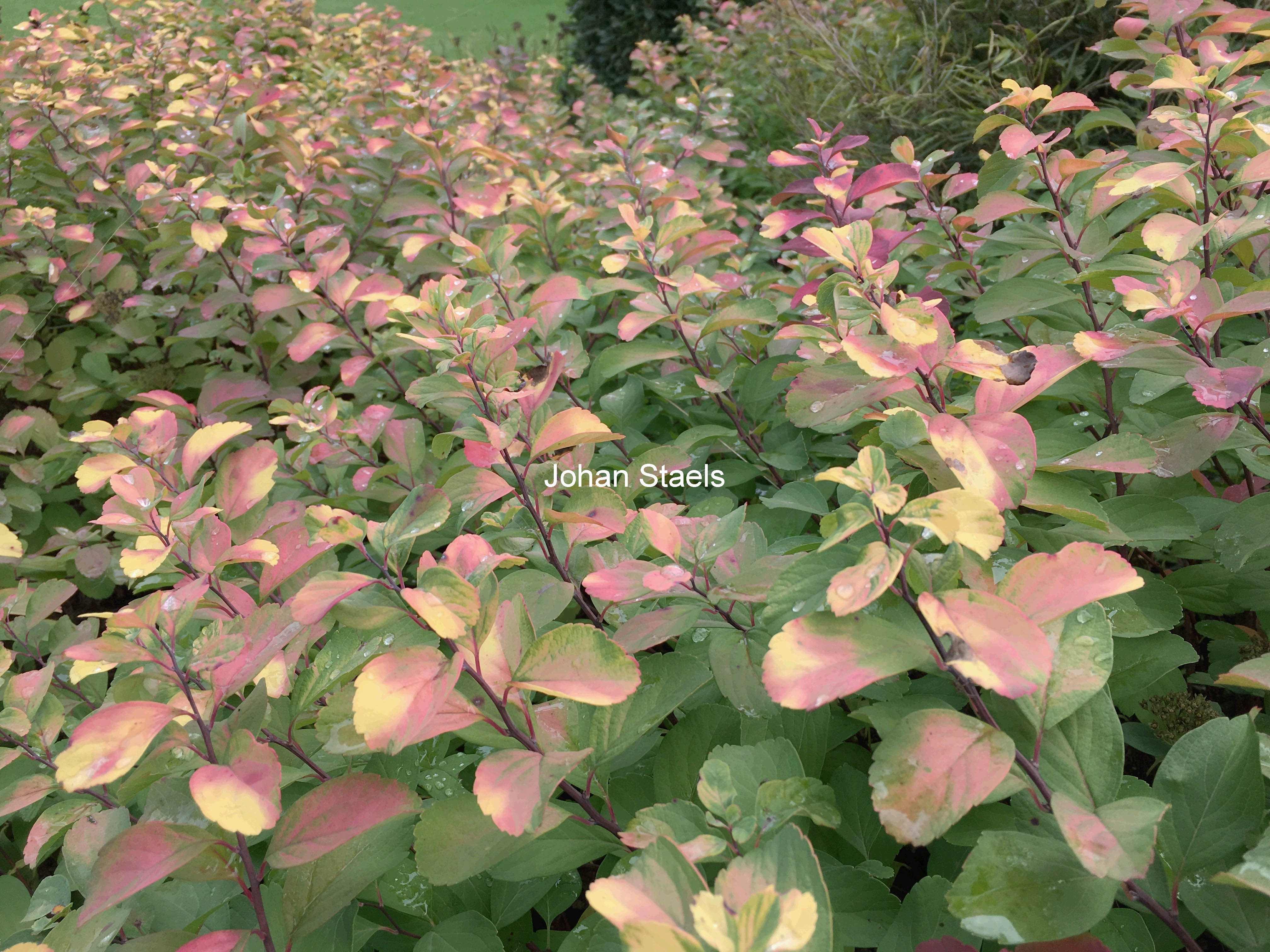 Spiraea betulifolia 'Tor'