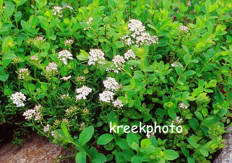 Spiraea decumbens