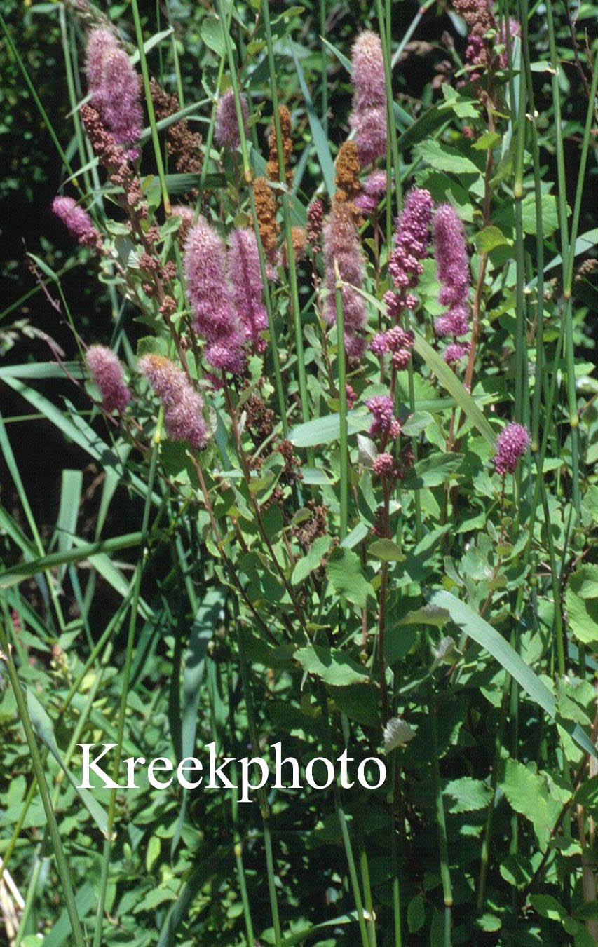 Spiraea douglasii