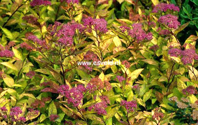 Spiraea japonica 'Firelight'