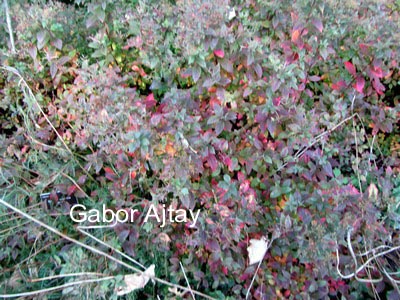 Spiraea japonica 'Manon'
