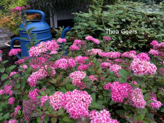 Spiraea japonica 'Odensala'