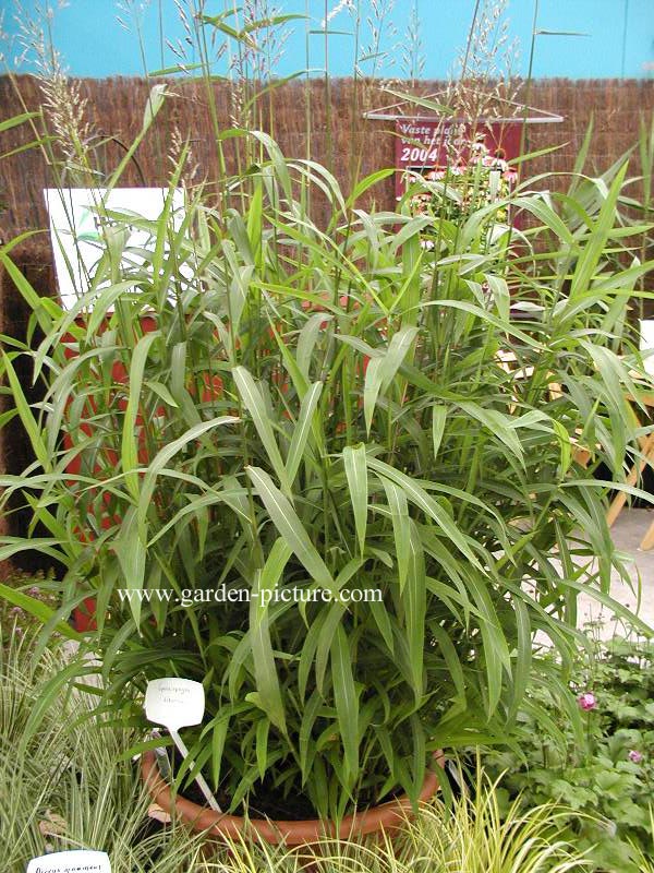 Spodiopogon sibiricus