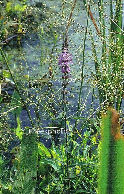 Stachys palustris