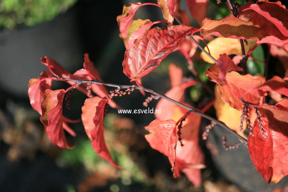 Stachyurus chinensis 'Celina'
