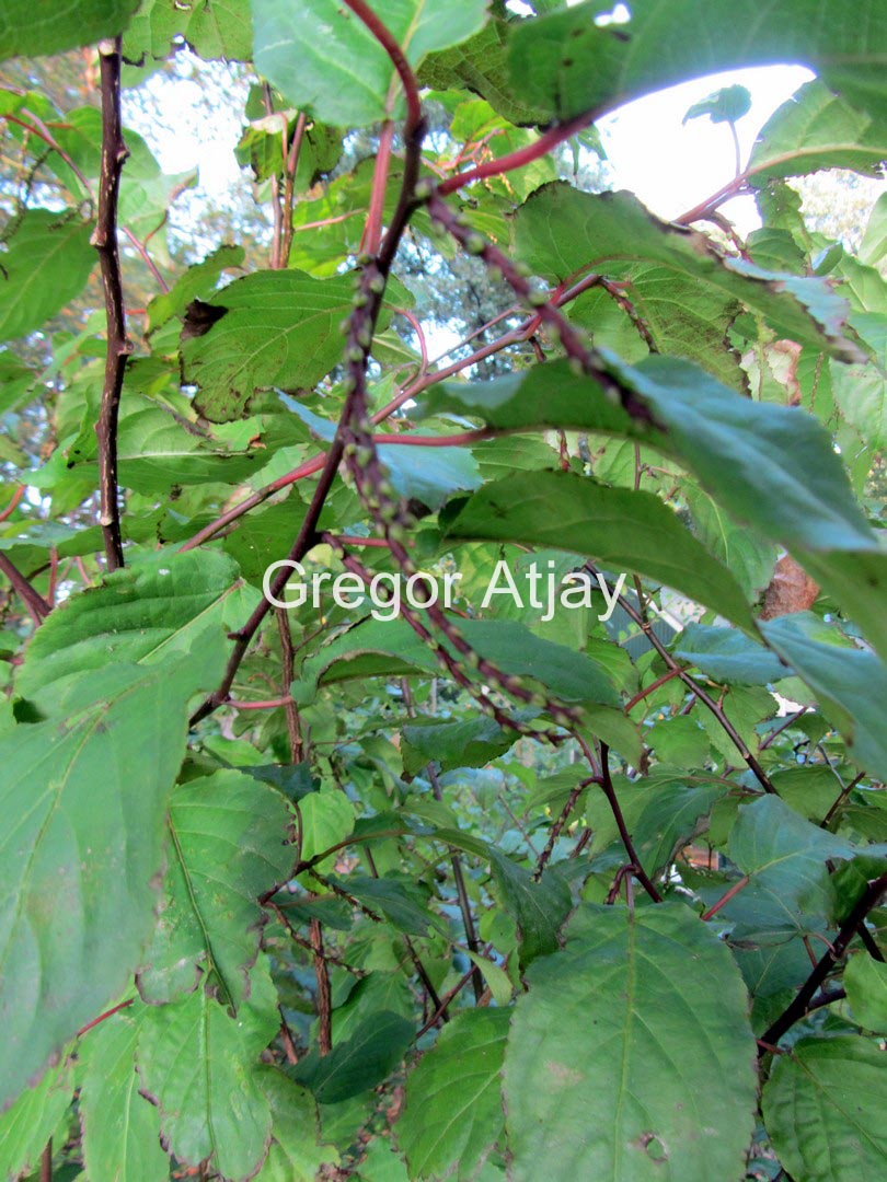 Stachyurus chinensis 'Wonderful Image'