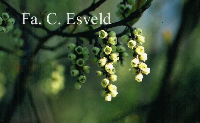 Stachyurus praecox 'Petra'