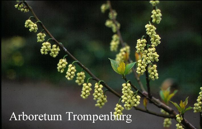 Stachyurus praecox leucotrichus