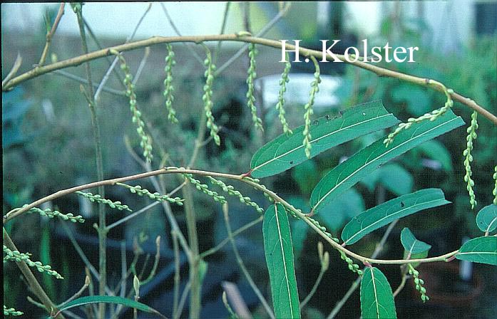 Stachyurus szechuanensis