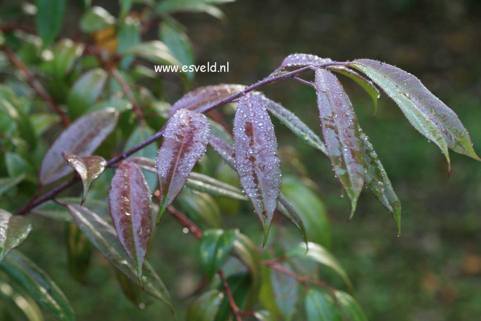 Stachyurus yunnanensis