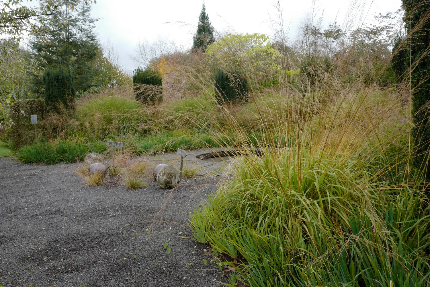 Stipa gigantea