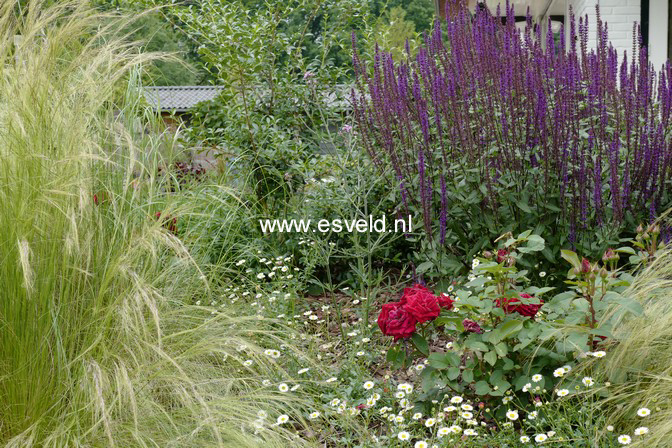 Stipa tenuissima 'Ponytails'