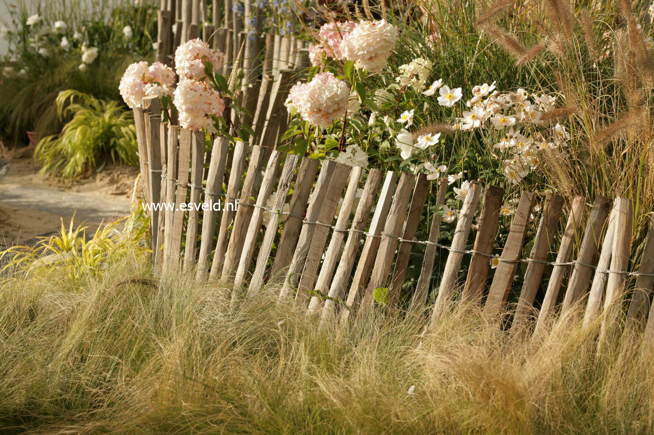 Stipa tenuissima