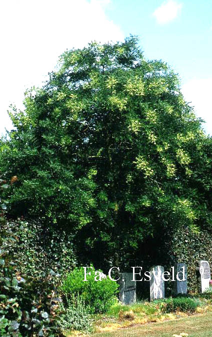 Styphnolobium japonicum 'Harry van Haaren'