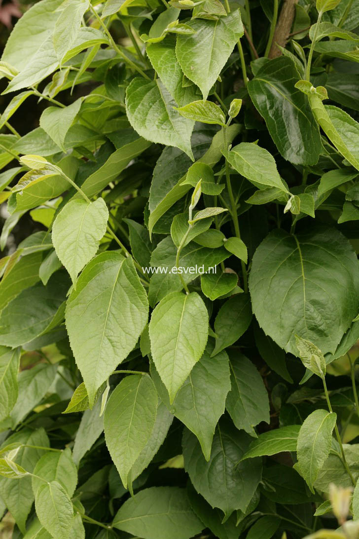 Styrax faberi