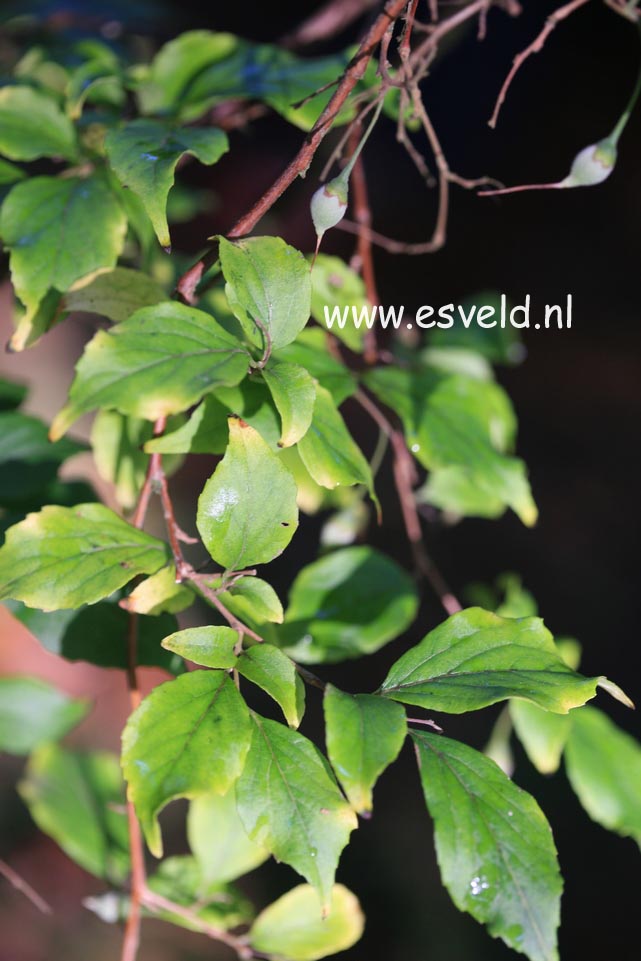 Styrax formosanus var. formosanus