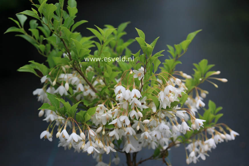 Styrax japonicus 'Hyme'