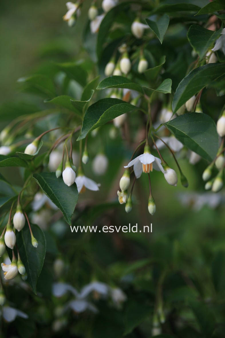 Styrax japonicus 'JFS-D' (SNOWCONE)