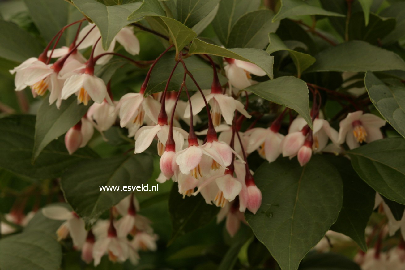 Styrax japonicus 'Pink Snowbell'
