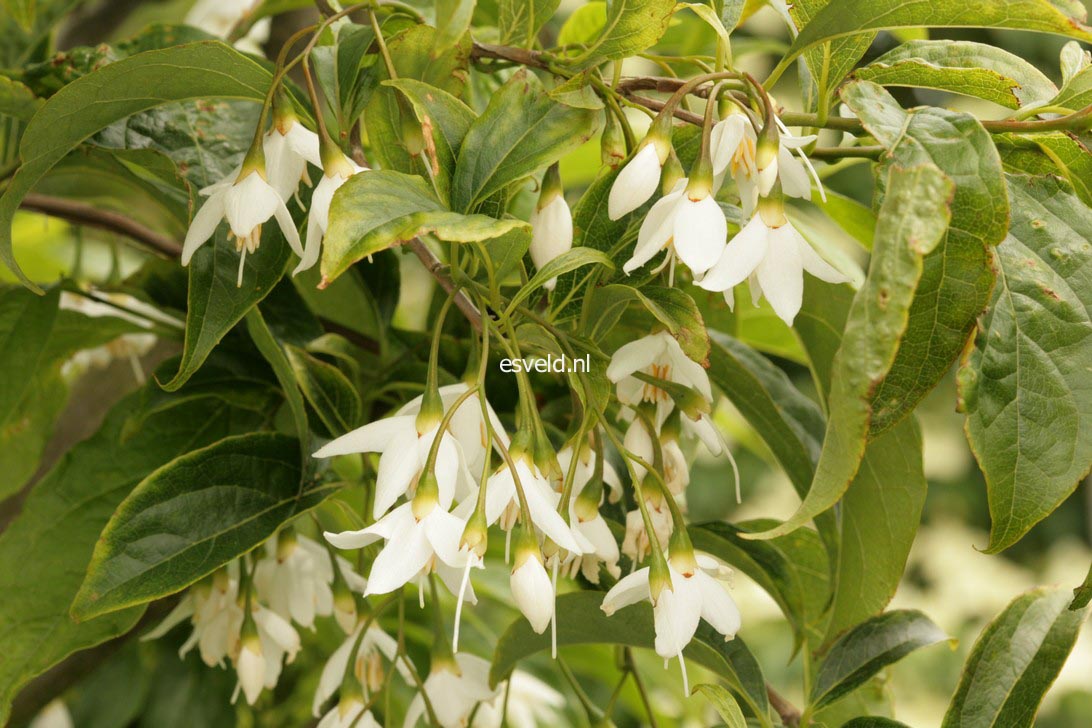 Styrax wuyuanensis