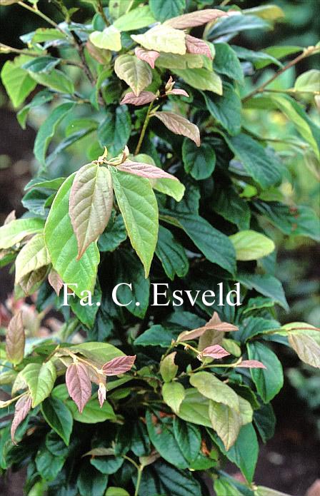 Sycoparrotia semidecidua