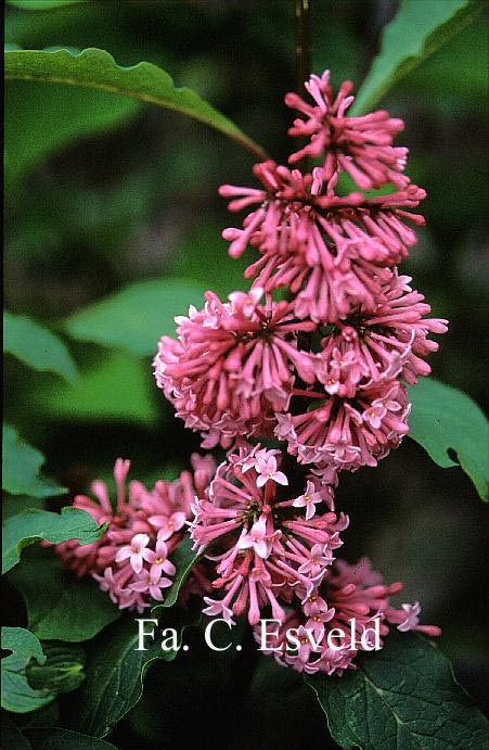 Syringa 'Miss Canada'
