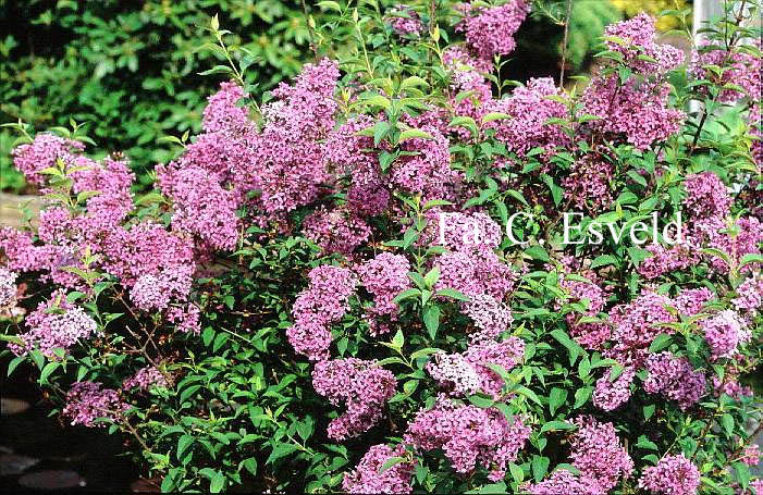 Syringa chinensis 'Saugeana'