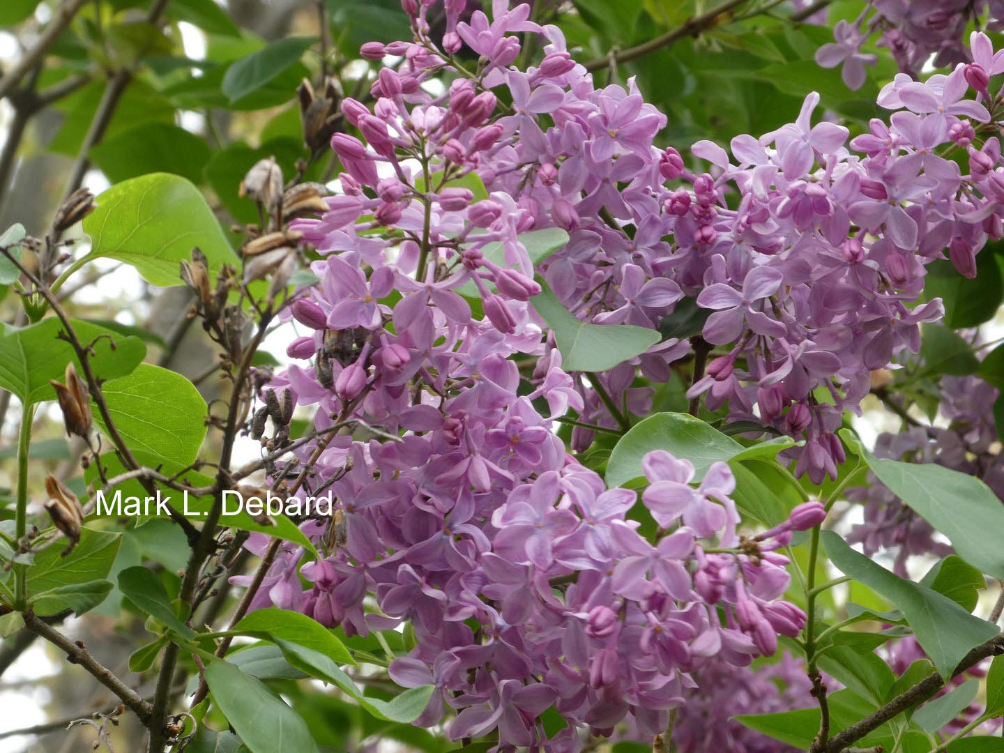 Syringa hyacinthiflora 'Buffon'
