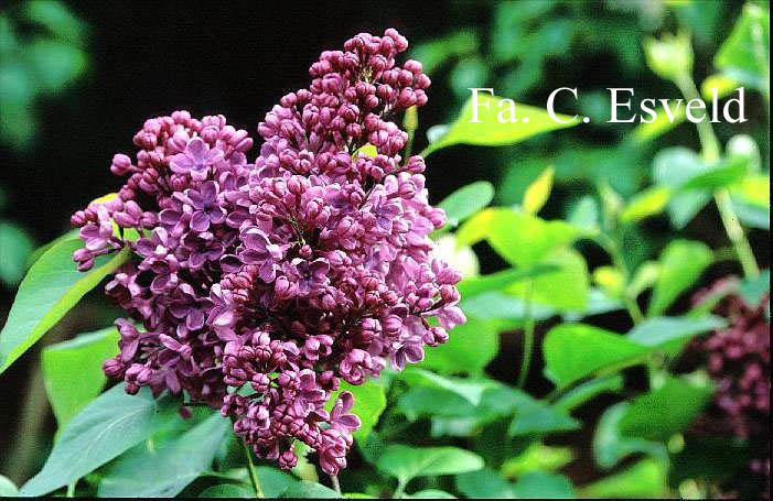 Syringa hyacinthiflora 'Clarke's Giant'