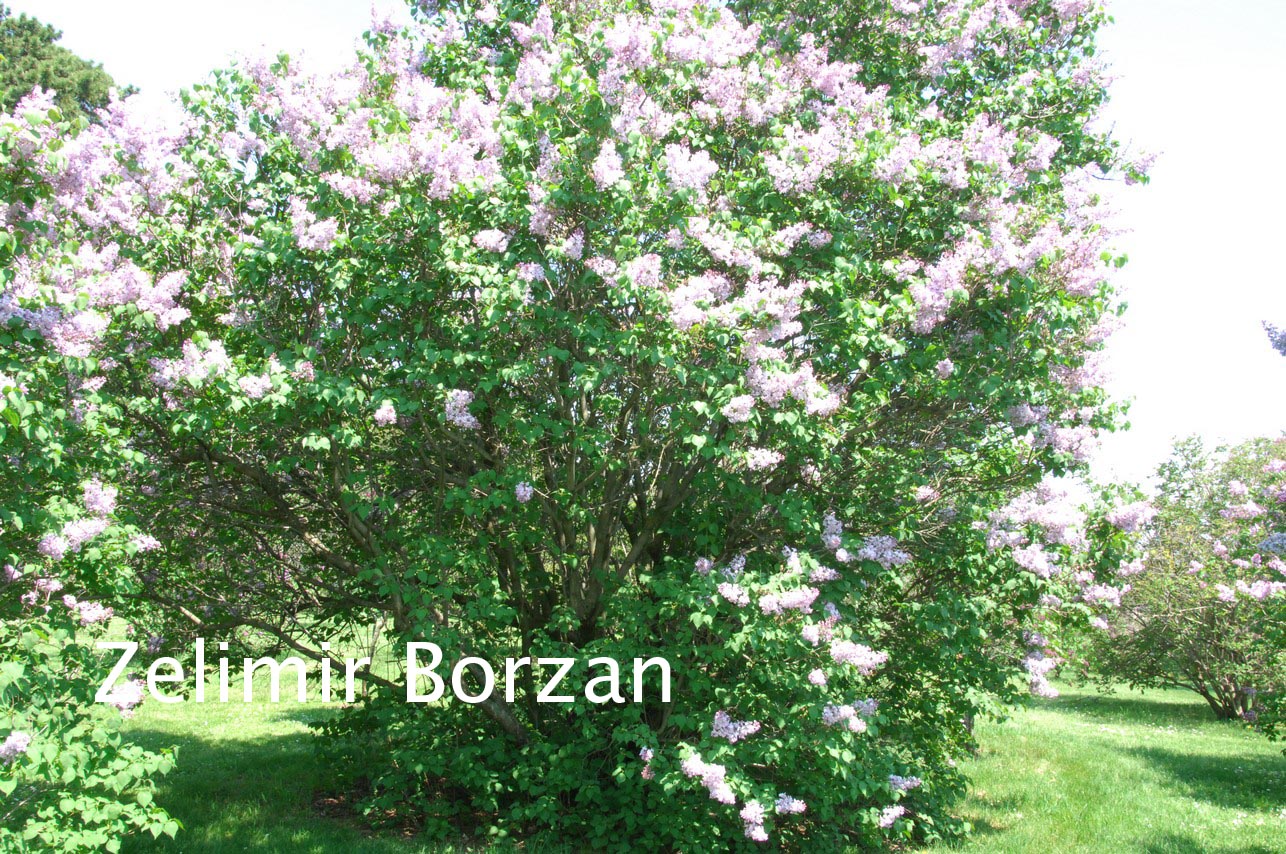 Syringa hyacinthiflora 'Descartes'