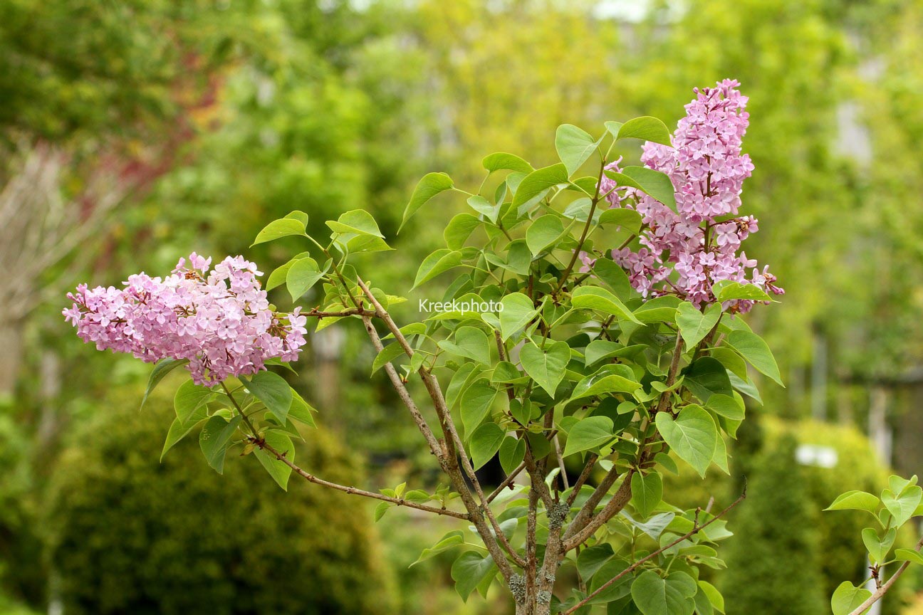 Syringa hyacinthiflora 'Pink Cloud'