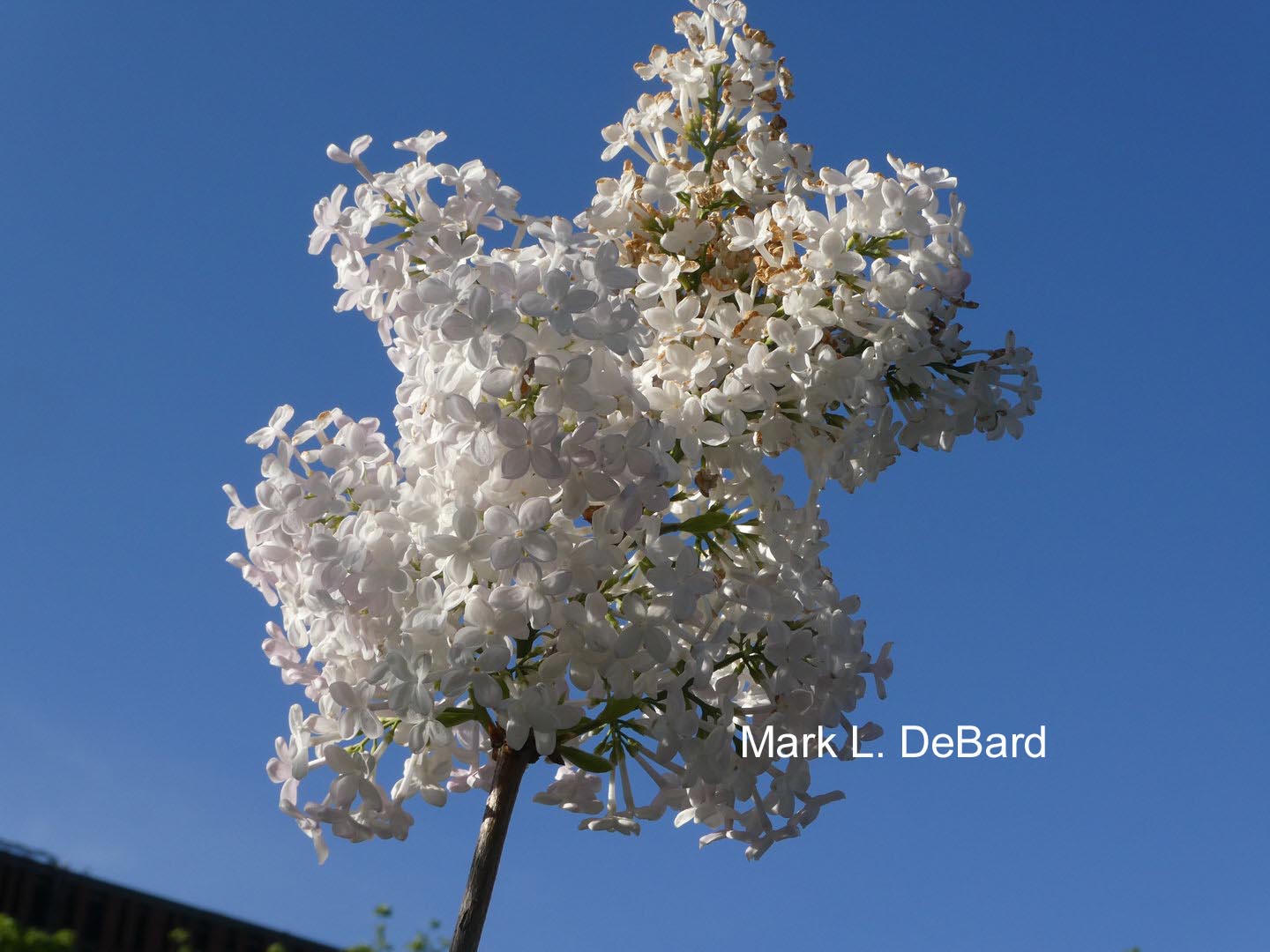Syringa hyacinthiflora 'The Bride'