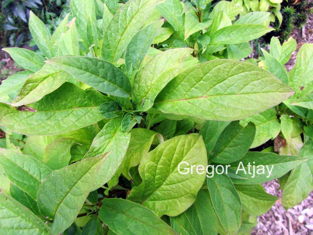 Syringa josiflexa 'Anna Amhoff'