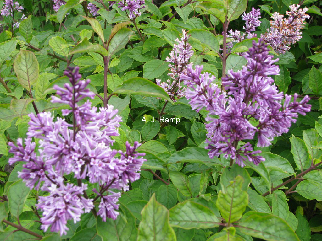 Syringa josikaea 'Odensala'