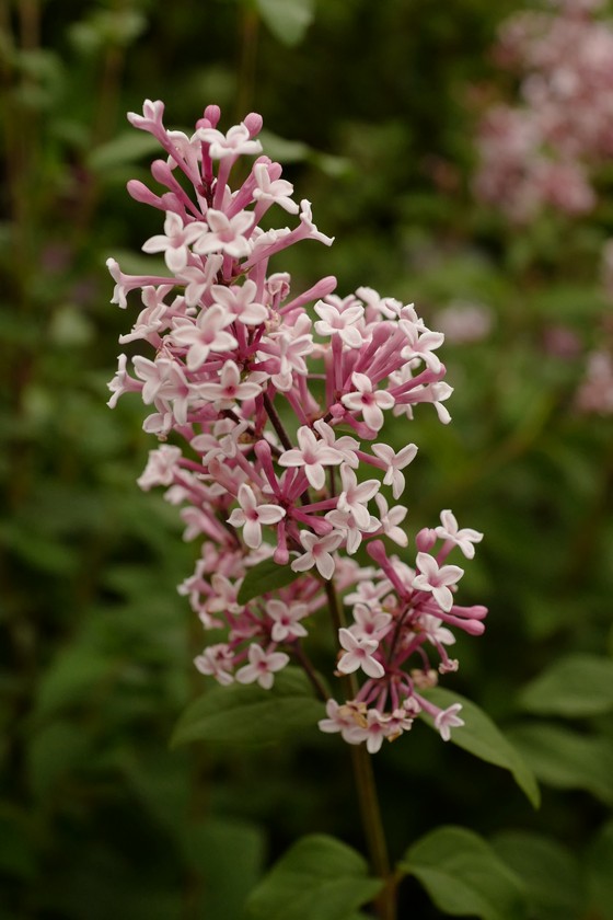 Syringa microphylla 'Superba'