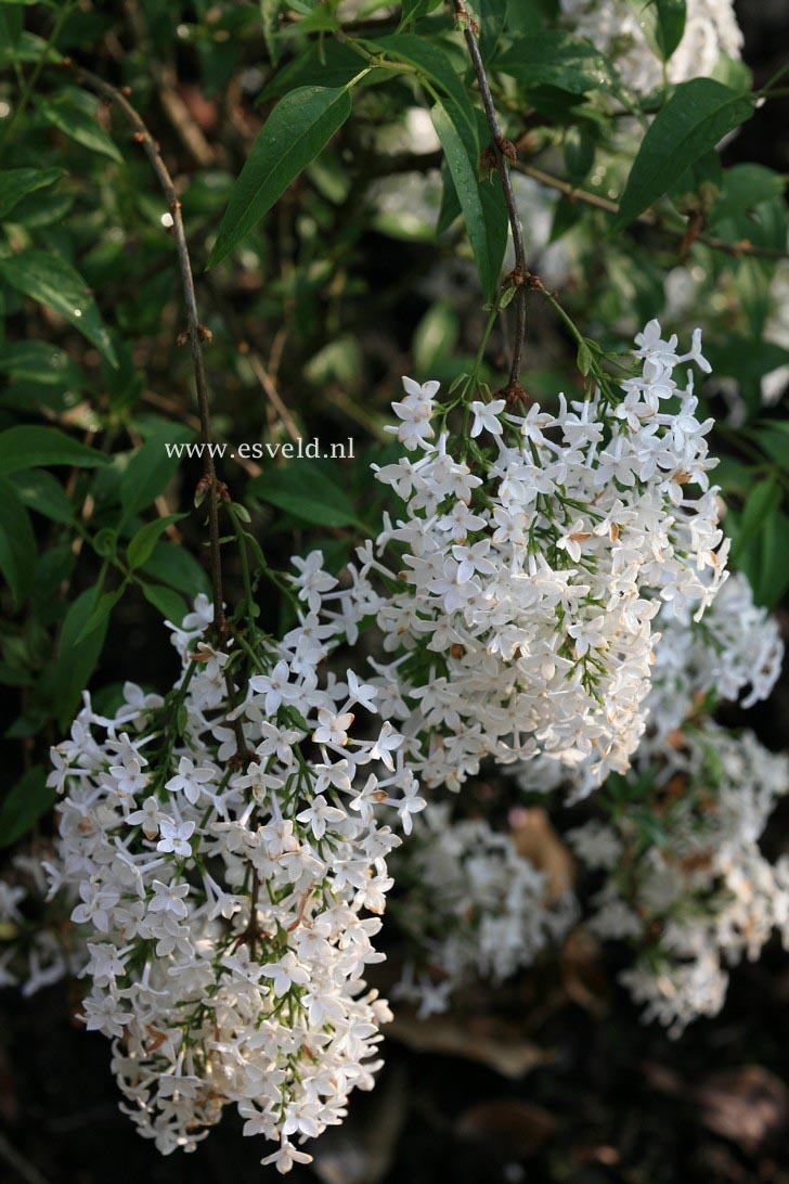 Syringa persica 'Alba'
