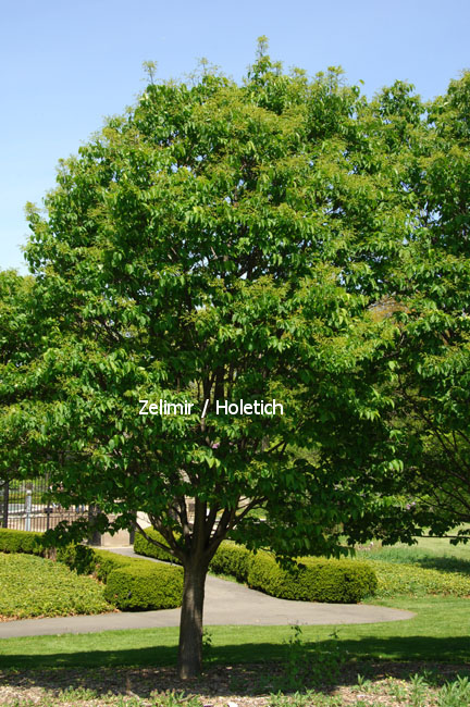 Syringa reticulata 'Ivory Silk'