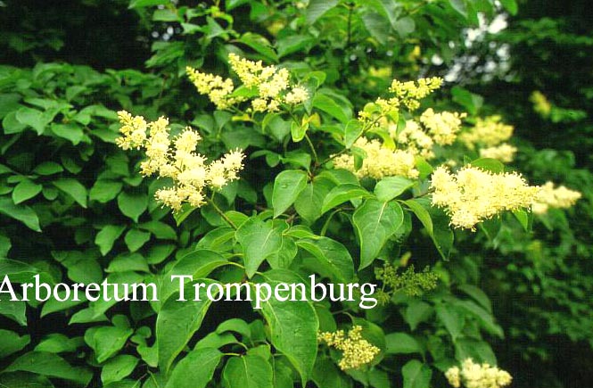 Syringa reticulata mandshurica