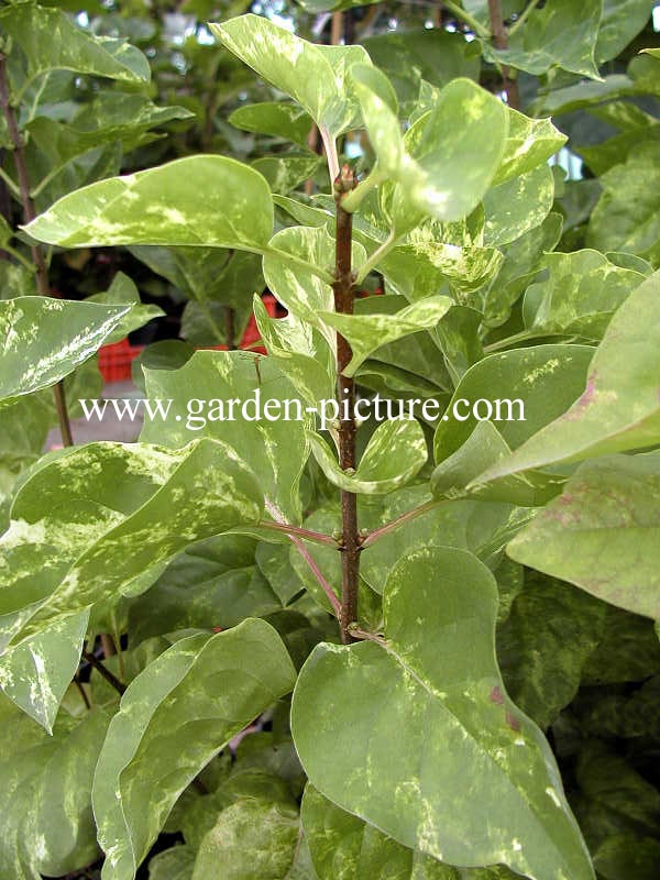 Syringa vulgaris 'Aucubifolia'