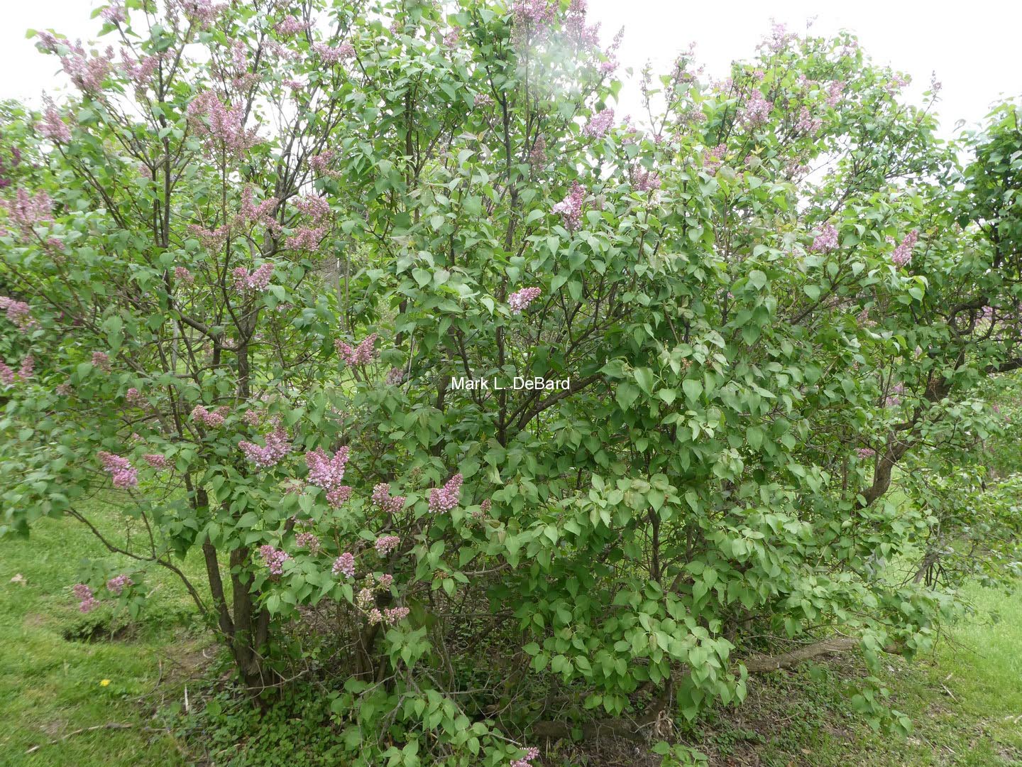 Syringa vulgaris 'Macrostachya'