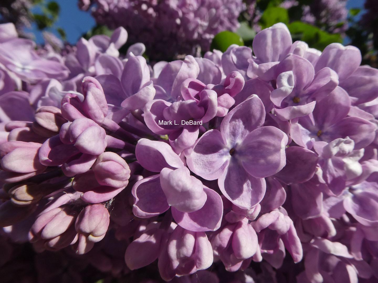 Syringa vulgaris 'Mechta'
