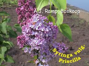 Syringa vulgaris 'Priscilla'