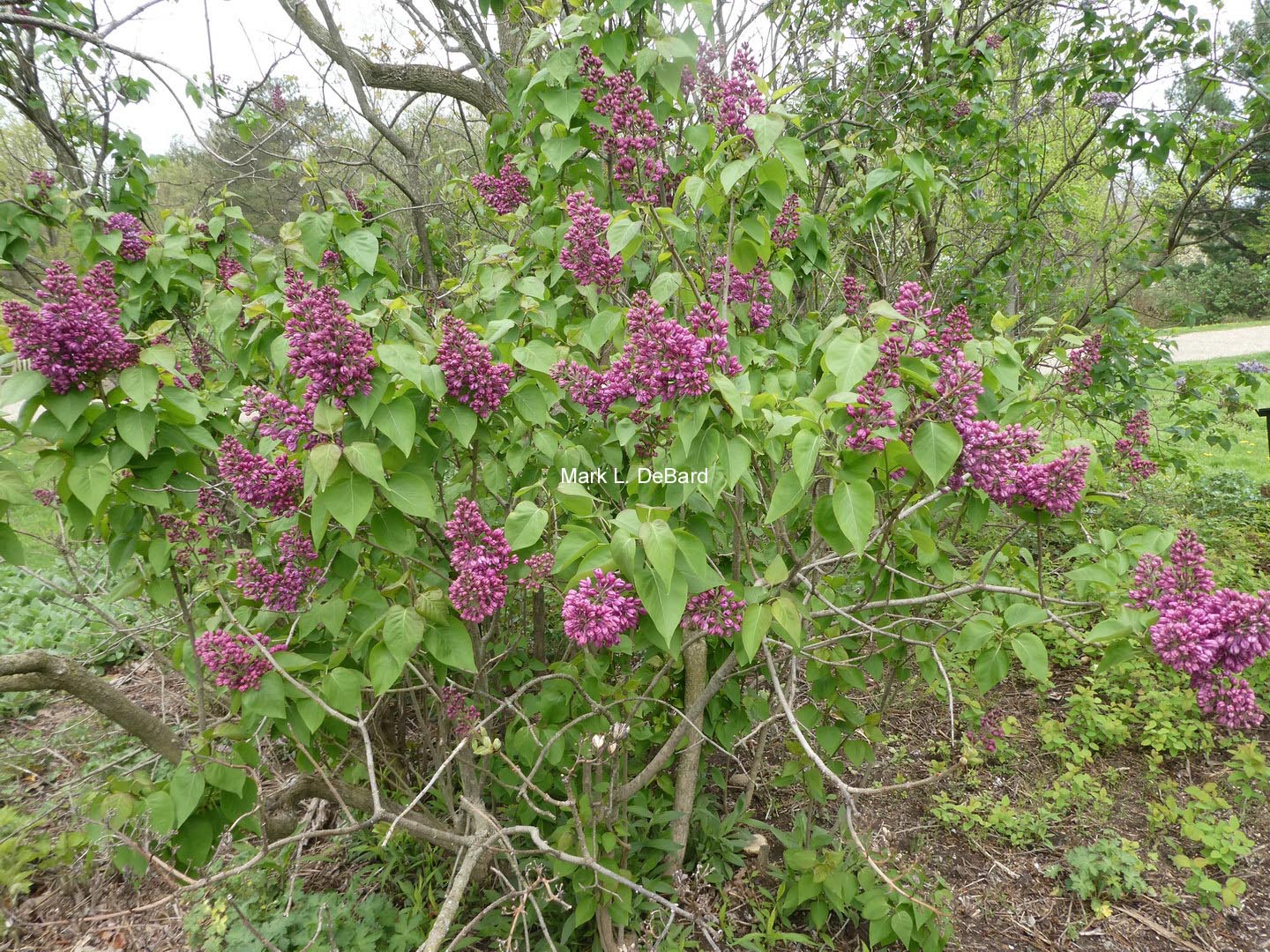Syringa vulgaris 'Reaumur'