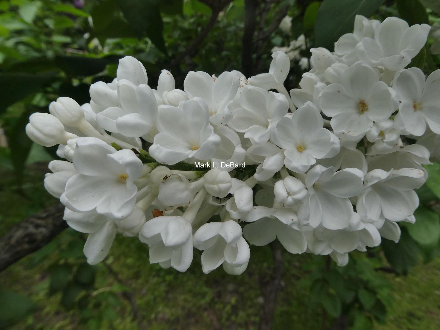 Syringa vulgaris 'Rochester'