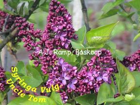 Syringa vulgaris 'Uncle Tom'
