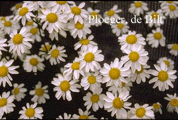 Tanacetum corymbosum