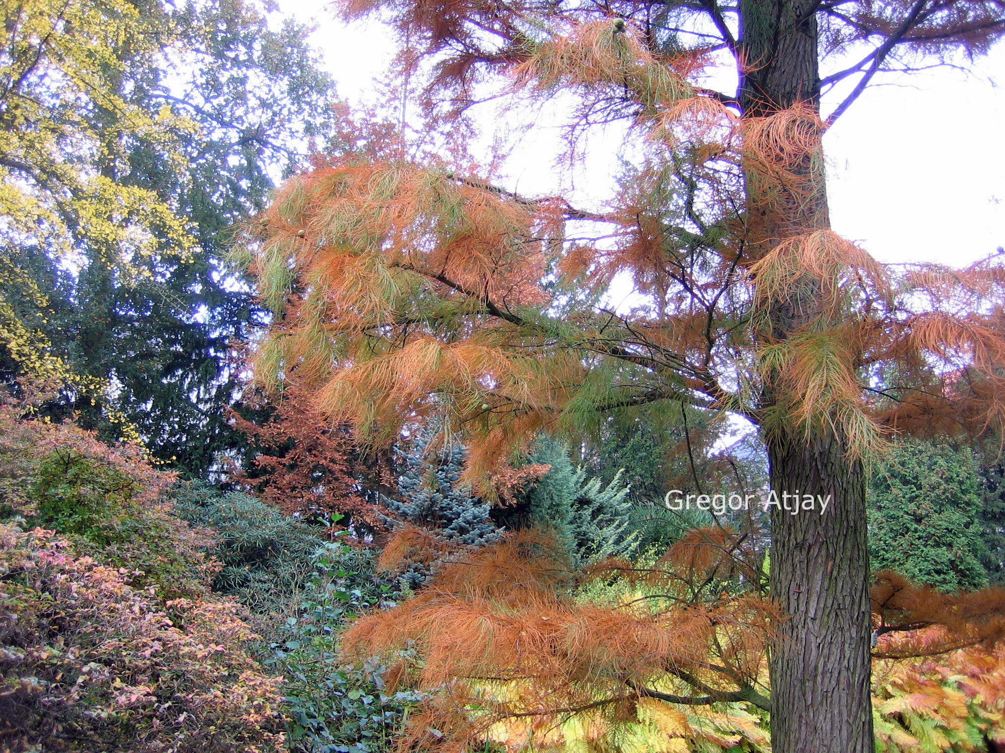Taxodium distichum 'Nutans'